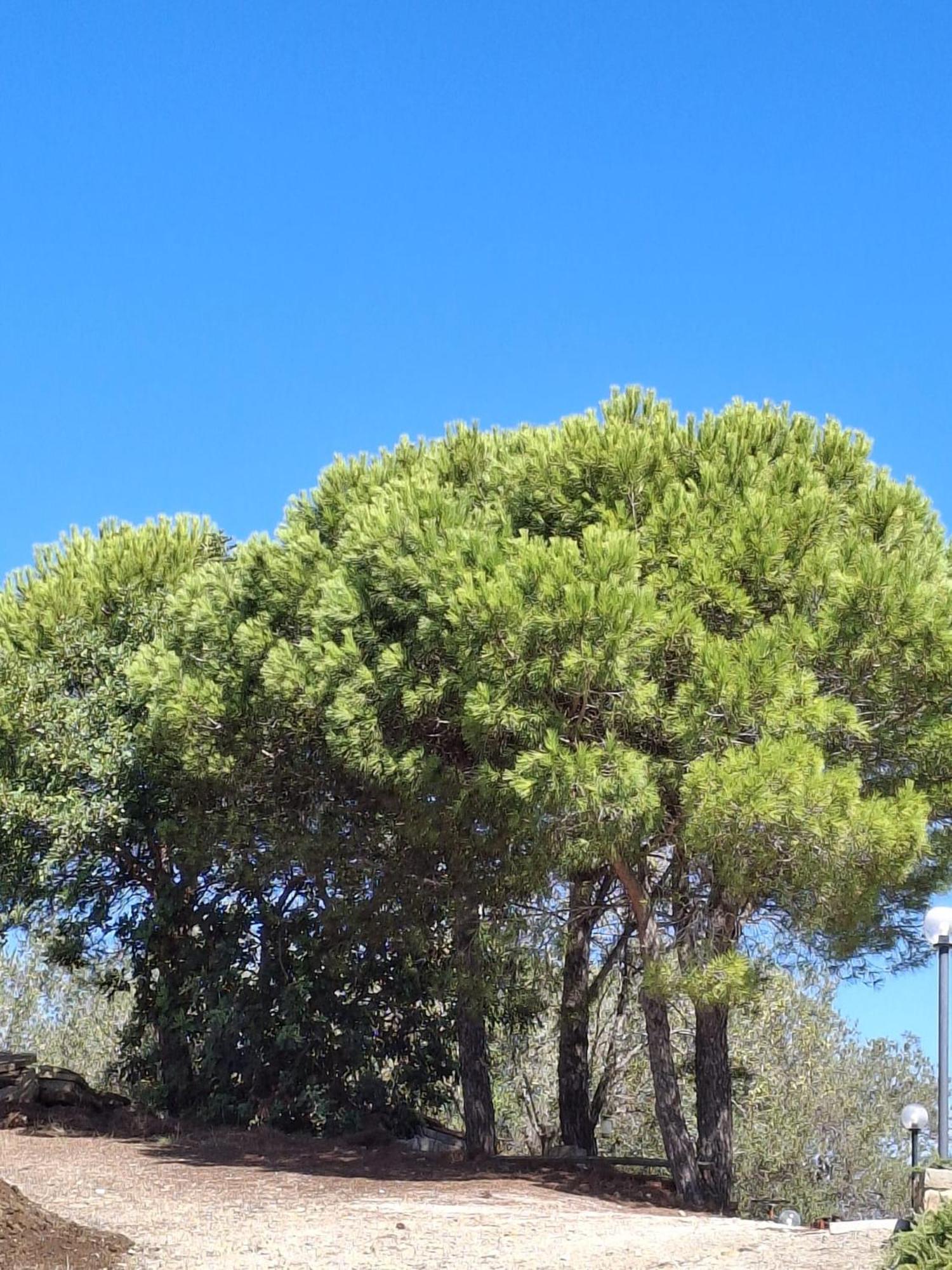 Tenuta Belvedere Cilento Montecorice Eksteriør billede