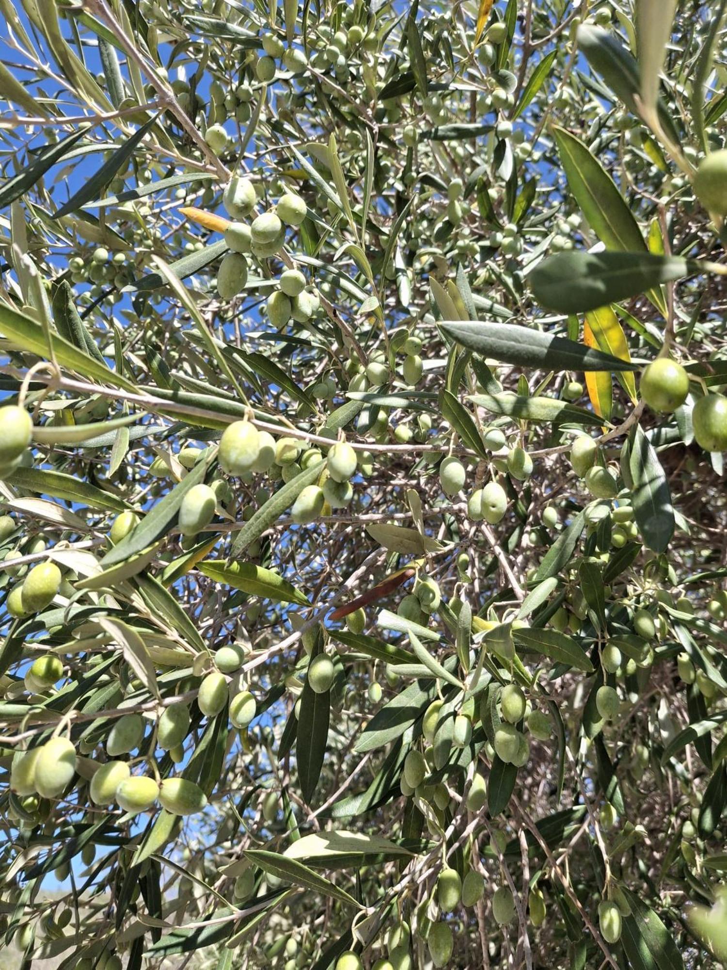 Tenuta Belvedere Cilento Montecorice Eksteriør billede